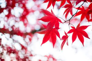 在日カナダ人の調査